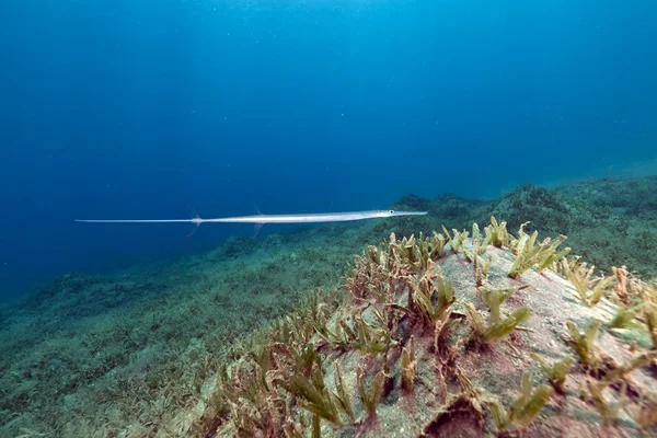 Smooth cornetfish (fistularia commersonii) in the Red Sea. — Stock Photo, Image