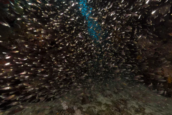 Glassfish and ocean in the Red Sea. — Stock Photo, Image
