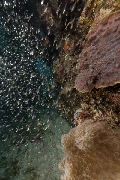 GlassFish i ocean Morze Czerwone. — Zdjęcie stockowe