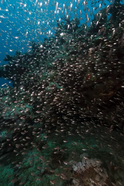 Pesce vetro e oceano nel Mar Rosso . — Foto Stock