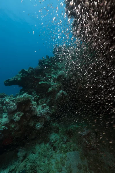 Glassfish と紅海の海洋. — ストック写真