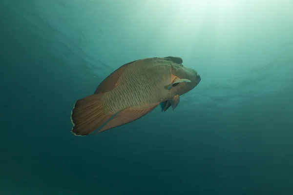 Napoleon-leppefisk (cheilinus undulatus) i Rødehavet . – stockfoto
