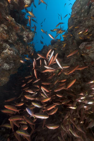 A GlassFish és fusiliers a Vörös-tengeren. — Stock Fotó