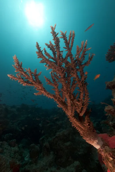 Acropora e sol no Mar Vermelho . — Fotografia de Stock