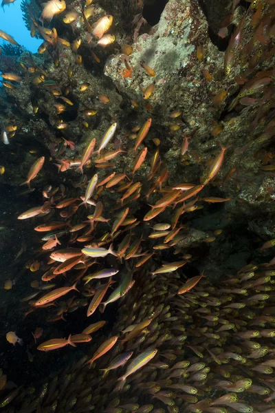 GlassFish a fusiliers v Rudém moři. — Stock fotografie