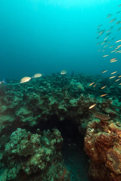 Fisk och havet i Röda havet. — Stockfoto