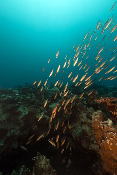 Pesce e oceano nel Mar Rosso . — Foto Stock