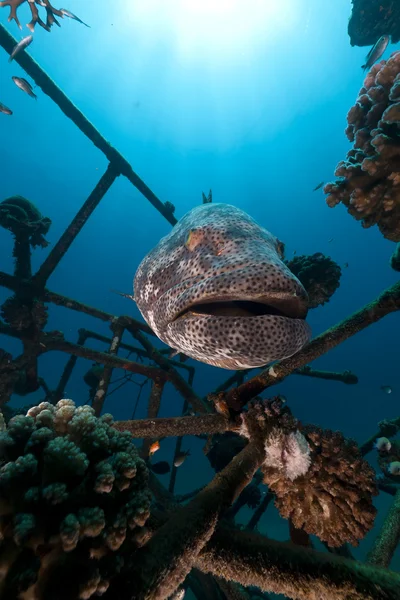 Malabar grouper (epinrphelus malabaricus) in the Red Sea. — Stock Photo, Image