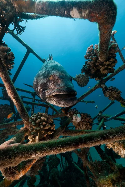 Malabar grouper (epinrphelus malabaricus) in the Red Sea. — Stock Photo, Image