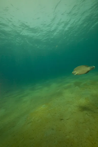 Napoleon wrasse (cheilinus undulatus) kızıl denizi. — Stok fotoğraf