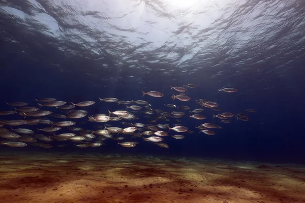Striped mackerel (rastrelliger kanagurta) in the Red Sea. — Stock Photo, Image
