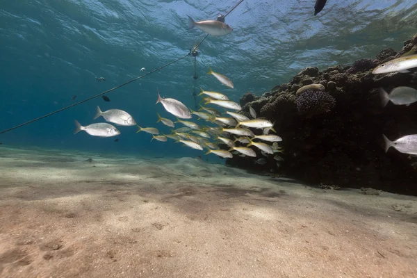 물고기와 홍 해 바다. — 스톡 사진
