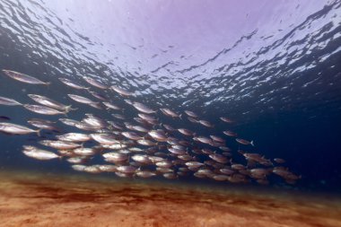 Striped mackerel (rastrelliger kanagurta) in the Red Sea. clipart