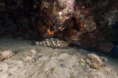 Brown-marbled grouper and tropical reef in the Red Sea. clipart