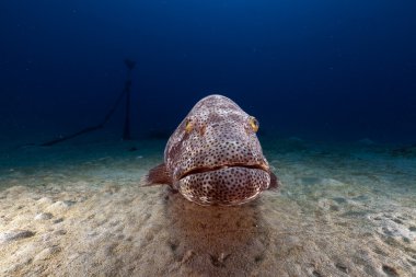 Malabar orfoz (ephinephelus malabaricus) kızıl denizi.