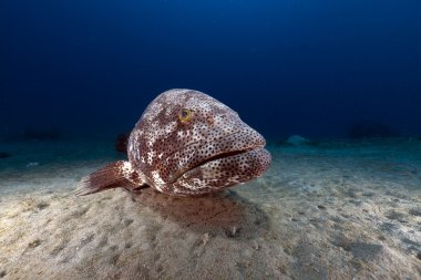 Malabar orfoz (ephinephelus malabaricus) kızıl denizi.