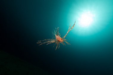 red Sea lionfish ve tropik resif.