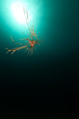 red Sea lionfish ve tropik resif.