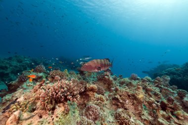 Coral grouper and tropical reef In the Red Sea. clipart