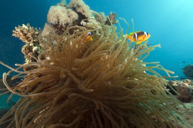 anemon ve anemonefish kızıl denizi.