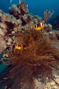 anemon ve anemonefish kızıl denizi.