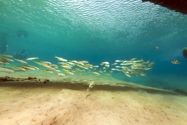 Рыба и тропический риф в Красном море. — стоковое фото