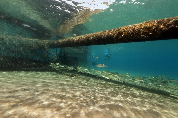 Peixe em torno de um tubo de descarga subaquática no Mar Vermelho . — Fotografia de Stock