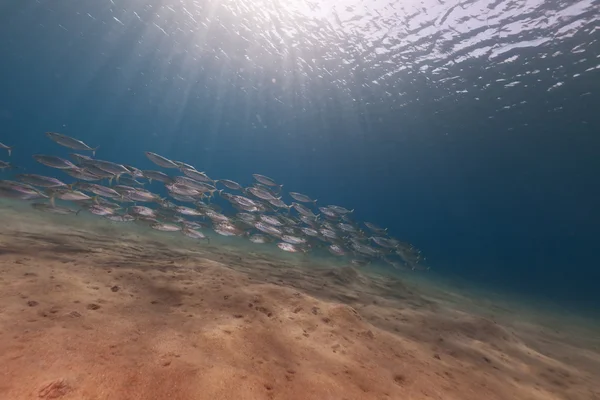 홍 해에서 줄무늬 고등어 (rastrelliger kanagurta). — 스톡 사진