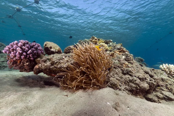 Anémona y arrecife tropical en el Mar Rojo . — Foto de Stock