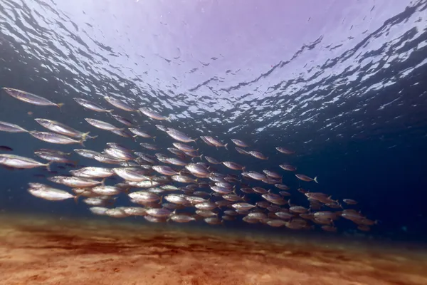 Gestreepte makreel (rastrelliger kanagurta) in de rode zee. — Stockfoto