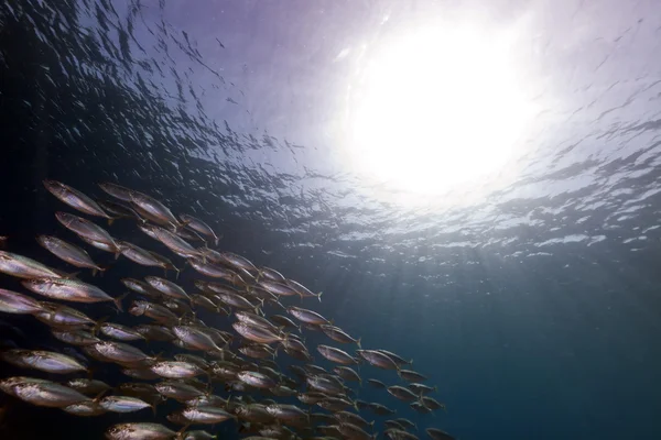 Gestreifte Makrele (rastrelliger kanagurta) im Roten Meer. — Stockfoto