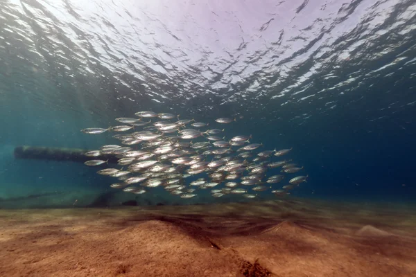 Caballa rayada (rastrelliger kanagurta) en el Mar Rojo . —  Fotos de Stock