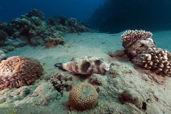 蒙面的河豚和红海的热带珊瑚礁. — 图库照片