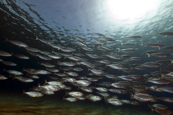 Paski makrela (rzeka kanagurta) w Morzu Czerwonym. — Zdjęcie stockowe