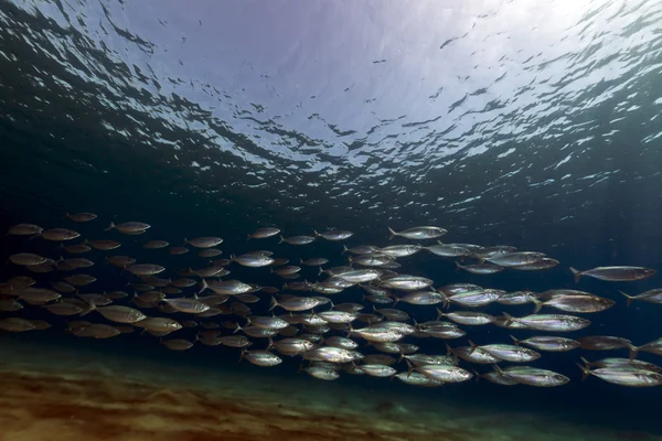 Paski makrela (rzeka kanagurta) w Morzu Czerwonym. — Zdjęcie stockowe
