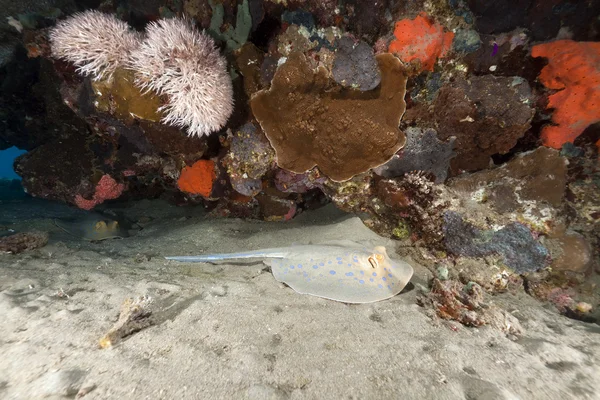 Bluespotted 黄貂鱼和热带珊瑚礁在红海. — 图库照片