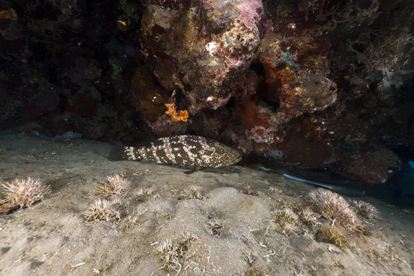 Brown-gemarmerd grouper en tropische rif in de rode zee. — Stockfoto