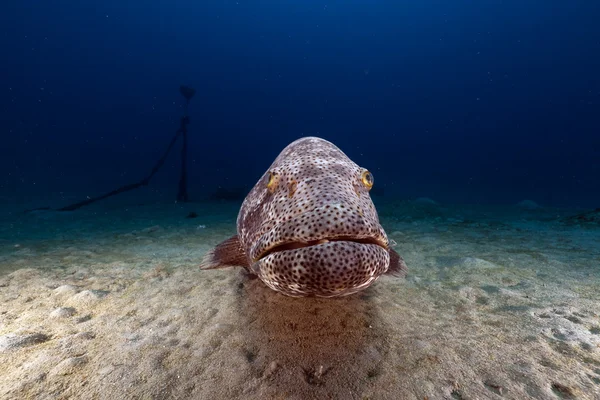 玛拉巴石斑鱼 （ephinephelus 点） 在红海. — 图库照片