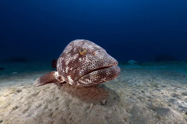 Malabar mérou (ephinephelus malabaricus) dans la mer Rouge . — Photo