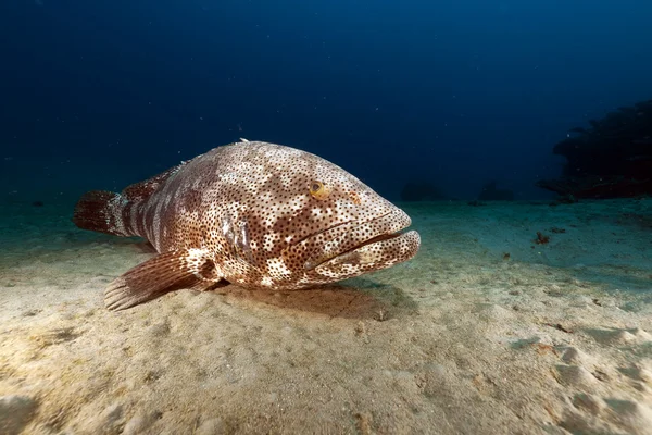 Malabar grouper (ephinephelus malabaricus) in de rode zee. — Stockfoto