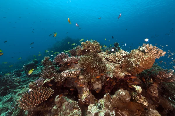 Vis en tropisch rif in de Rode Zee. — Stockfoto