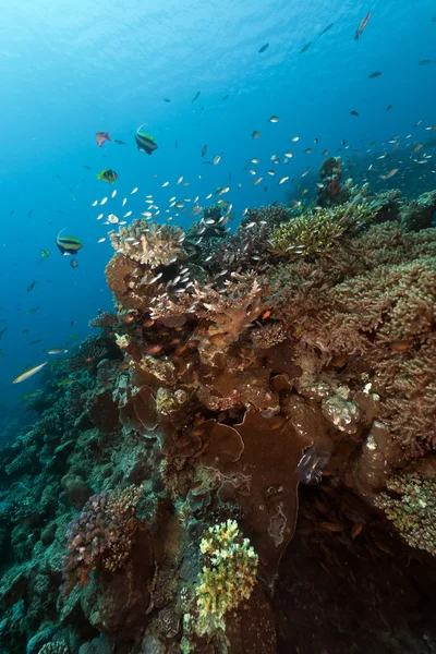 Pesce e barriera corallina tropicale nel Mar Rosso. — Foto Stock