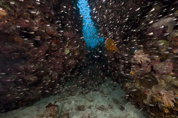 Fisch und tropisches Riff im Roten Meer. — Stockfoto