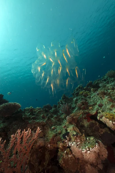 Соль и тропический риф в Красном море . — стоковое фото