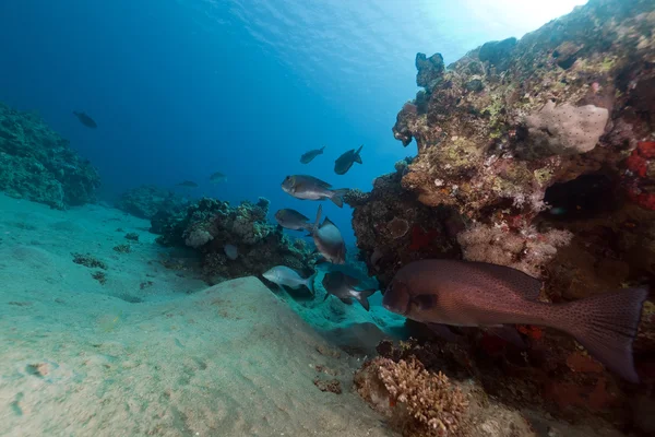 Fish and tropical reef in the Red Sea. — Stock Photo, Image