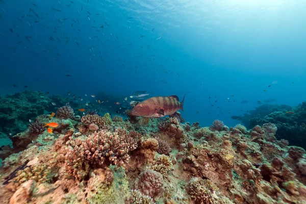Mero de coral y arrecife tropical en el Mar Rojo . — Foto de Stock