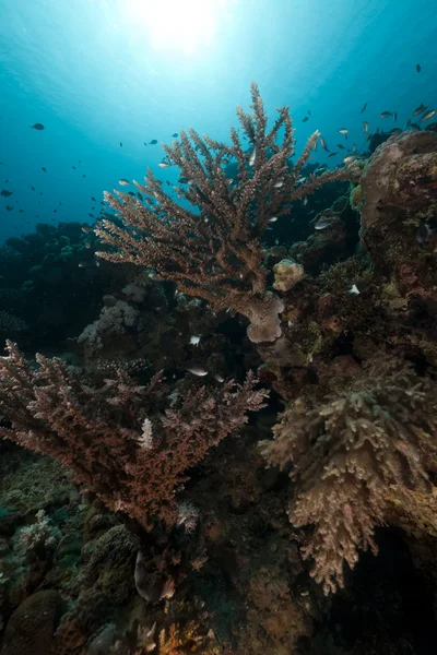 Korallzátony és hal a vörös tengerben. — Stock Fotó