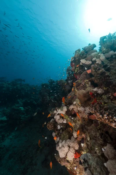 Récif corallien et poissons dans la mer rouge. — Photo