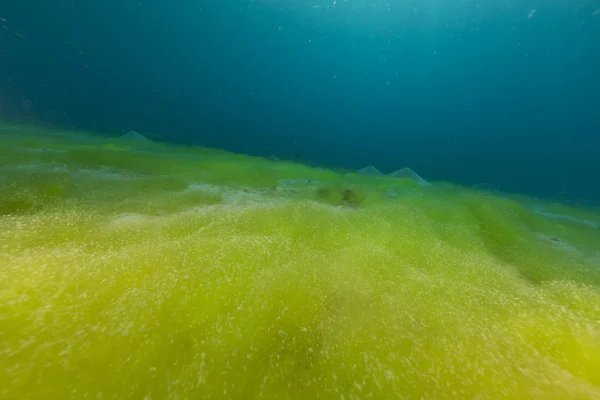 Océano azul, fondo arenoso y algas en el Mar Rojo . —  Fotos de Stock