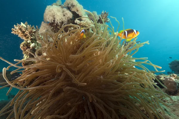 Anemone und Anemonenfische im Roten Meer. — Stockfoto
